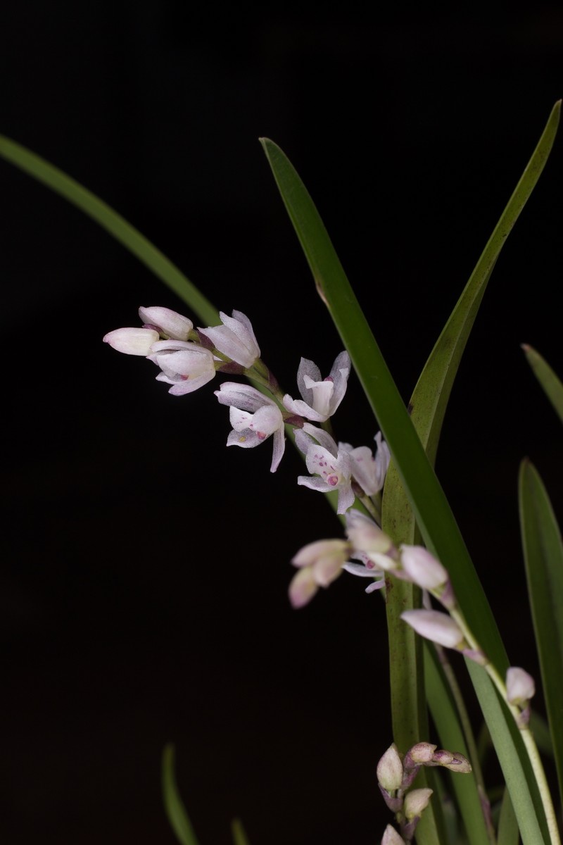 Cyrtochilum pusillum photo 3
