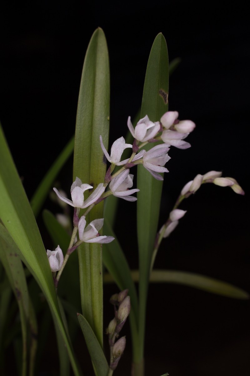 Cyrtochilum pusillum photo 4