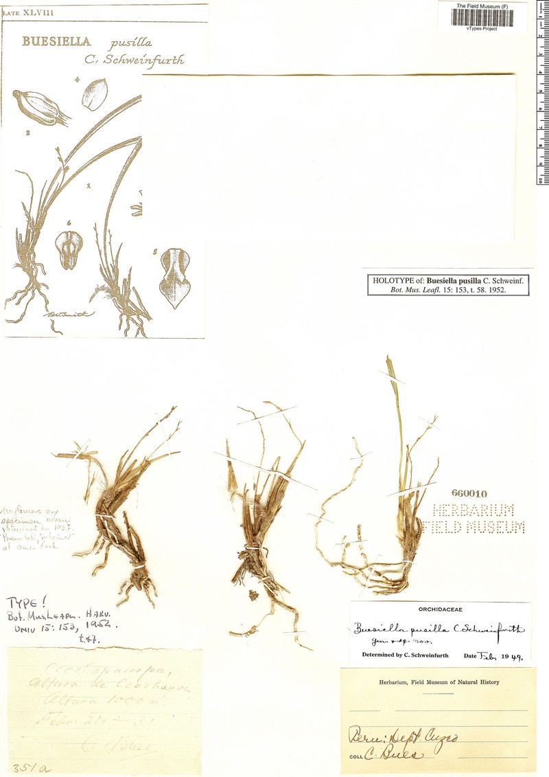 Cyrtochilum pusillum photo 5