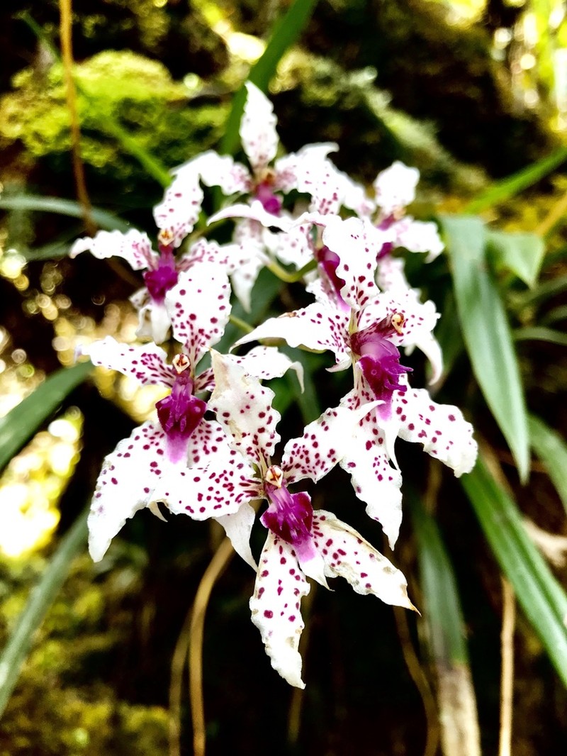 Cyrtochilum ramosissimum