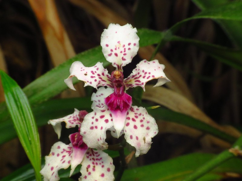 Cyrtochilum ramosissimum photo 2