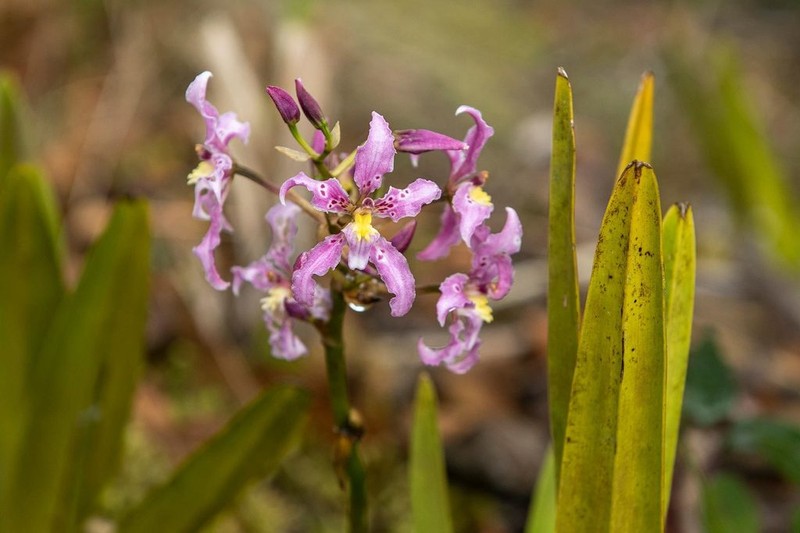 Cyrtochilum ramosissimum photo 3