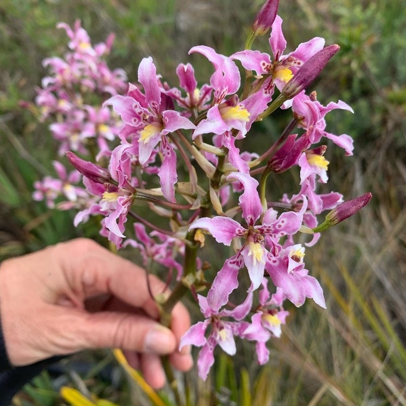 Cyrtochilum ramosissimum photo 4