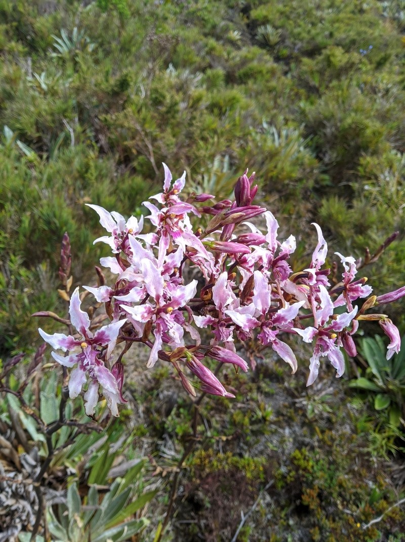 Cyrtochilum ramosissimum photo 5