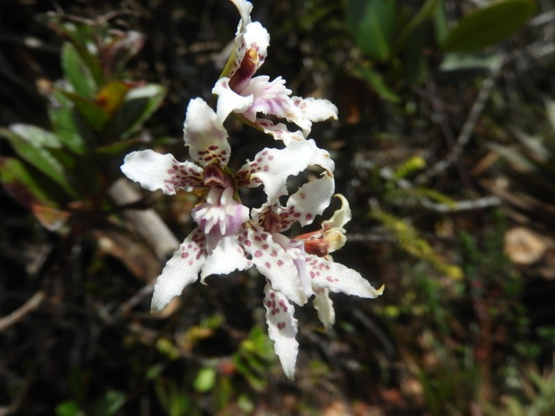 Cyrtochilum ramosissimum photo 6