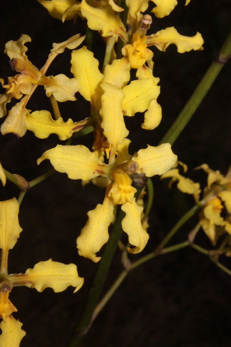 Cyrtochilum ramosissimum photo 7