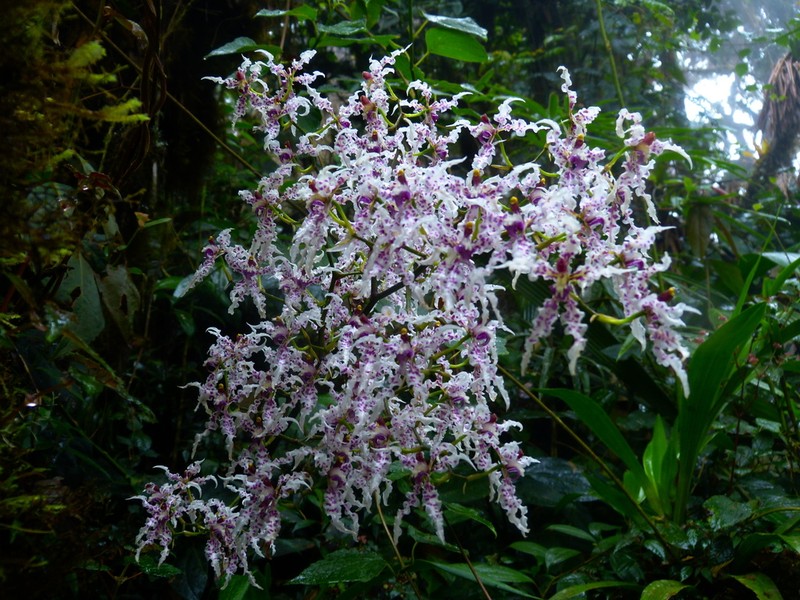 Cyrtochilum ramosissimum photo 8