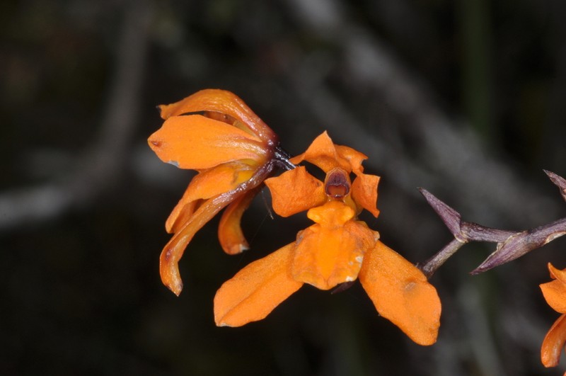 Cyrtochilum retusum photo 2