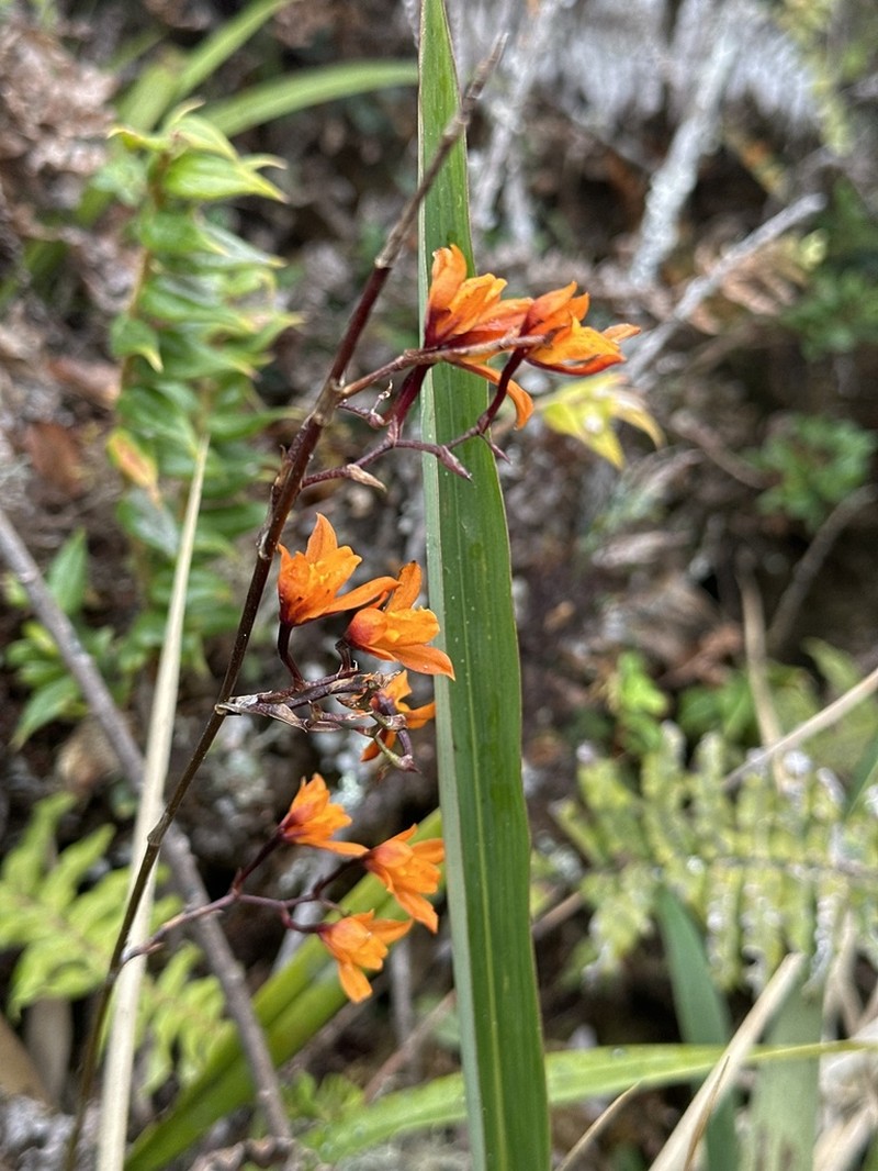 Cyrtochilum retusum photo 4