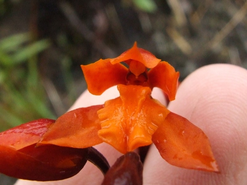 Cyrtochilum retusum photo 5
