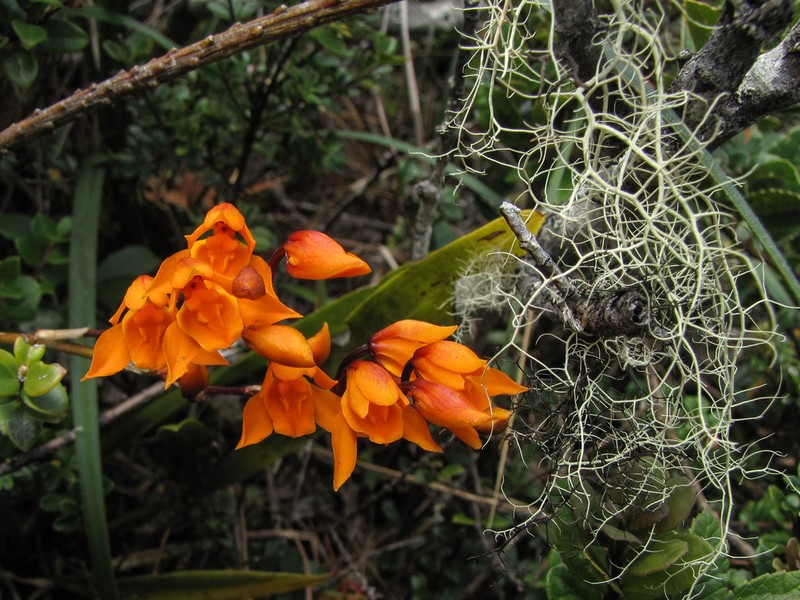 Cyrtochilum retusum photo 6