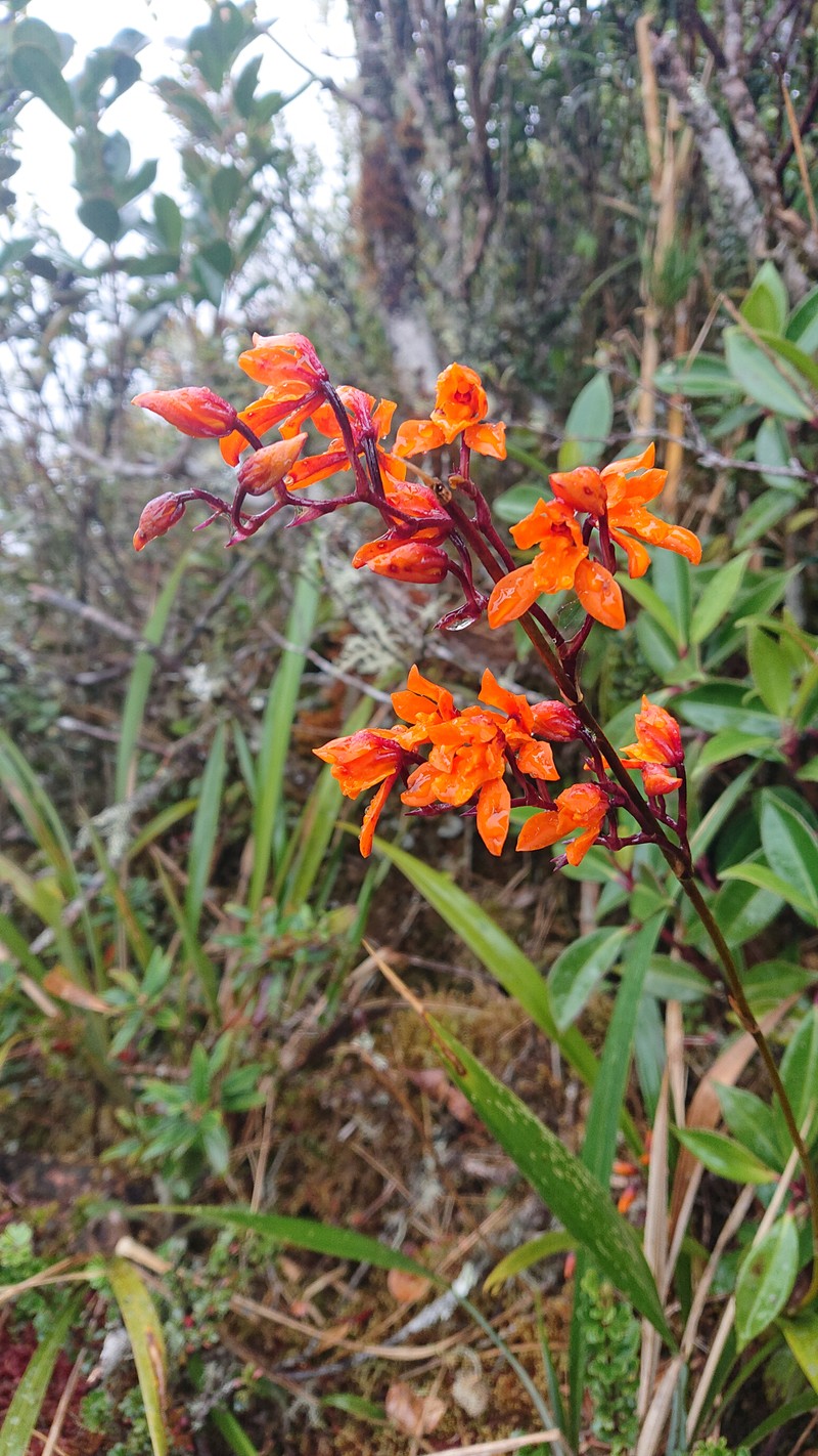 Cyrtochilum retusum photo 7