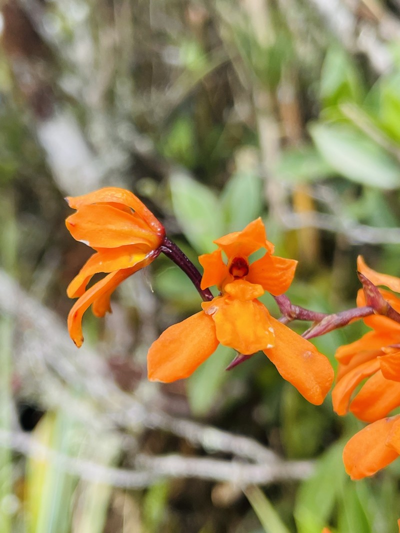 Cyrtochilum retusum photo 8