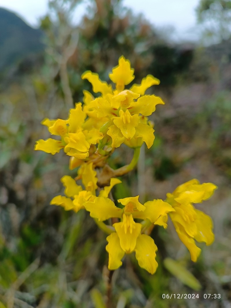 Cyrtochilum revolutum