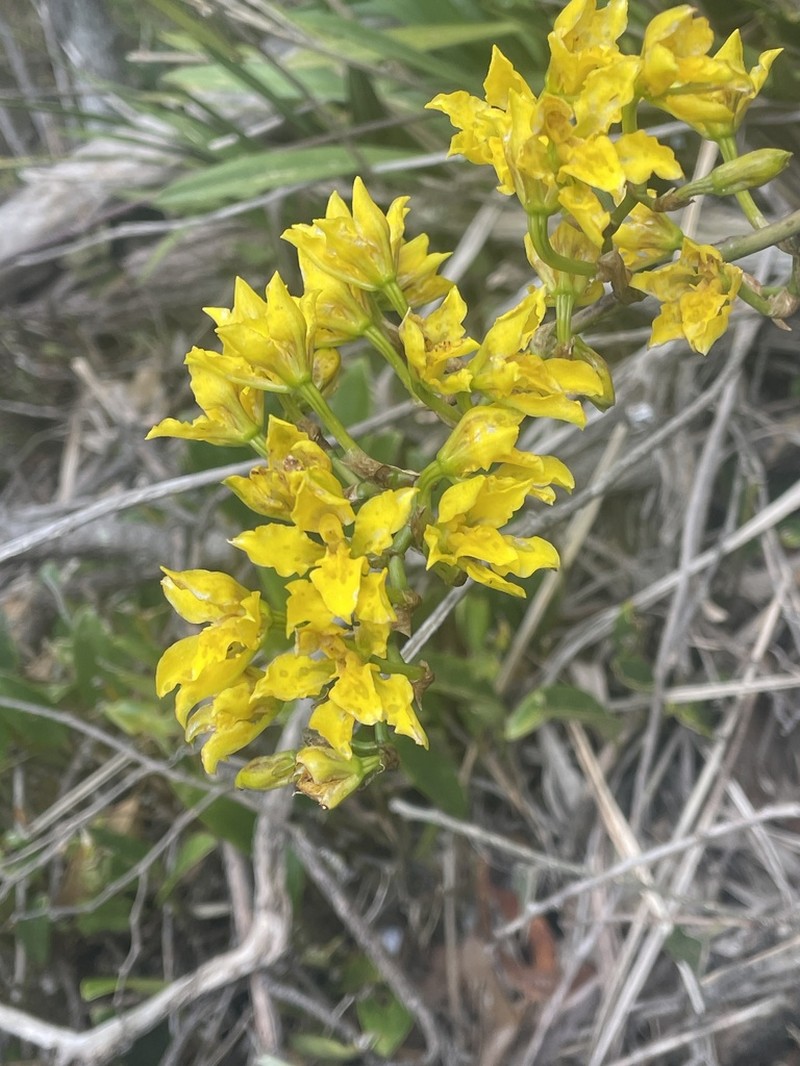 Cyrtochilum revolutum photo 2