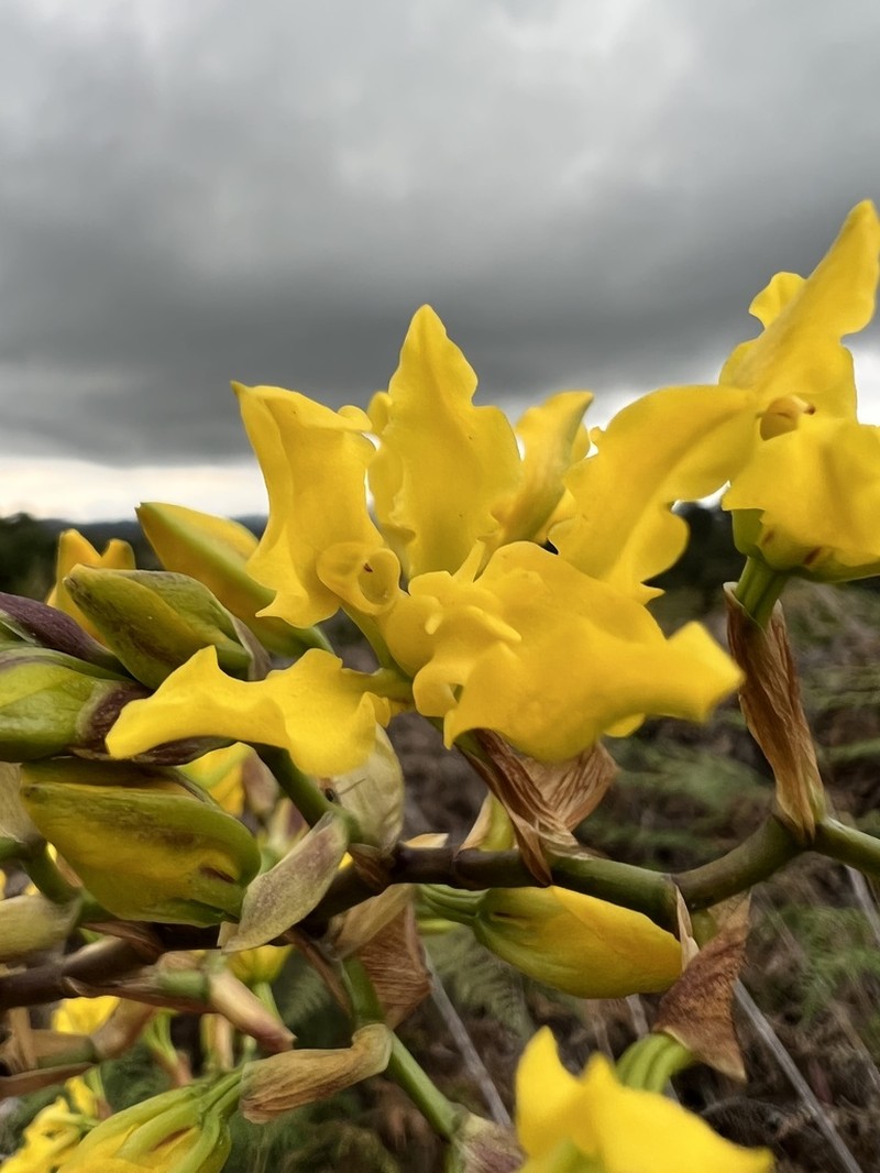 Cyrtochilum revolutum photo 3