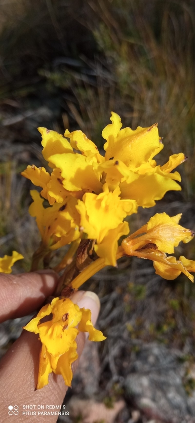 Cyrtochilum revolutum photo 4