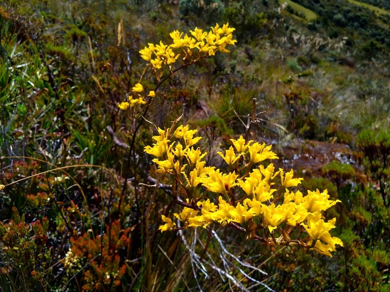 Cyrtochilum revolutum photo 5