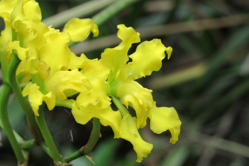 Cyrtochilum revolutum photo 6