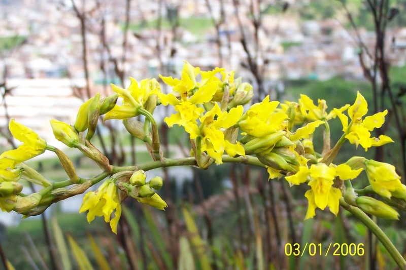 Cyrtochilum revolutum photo 7