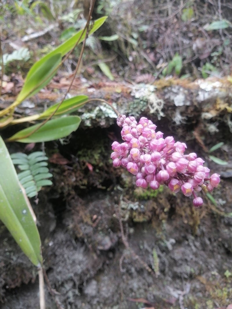 Cyrtochilum rhodoneurum