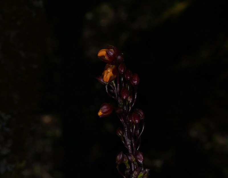 Cyrtochilum rhodoneurum photo 2