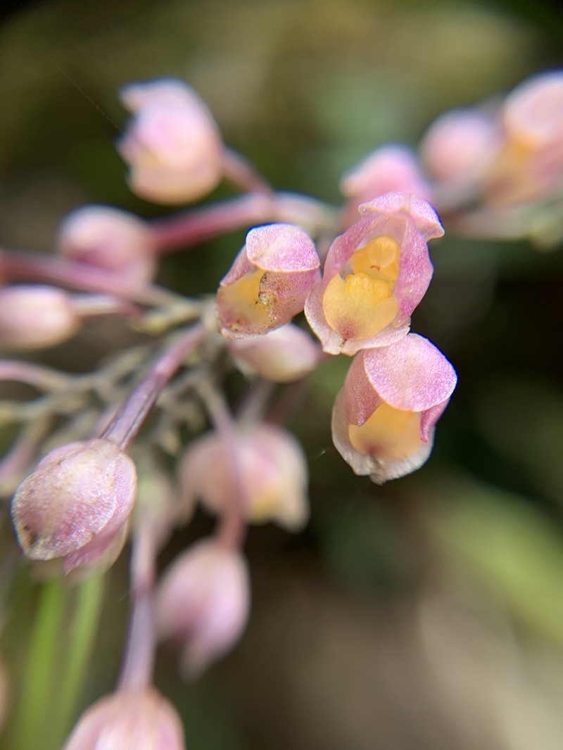 Cyrtochilum rhodoneurum photo 3