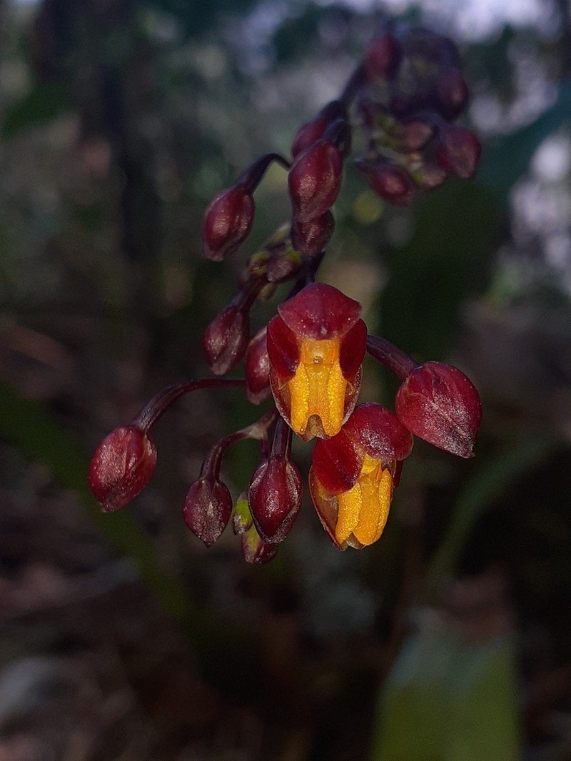 Cyrtochilum rhodoneurum photo 4