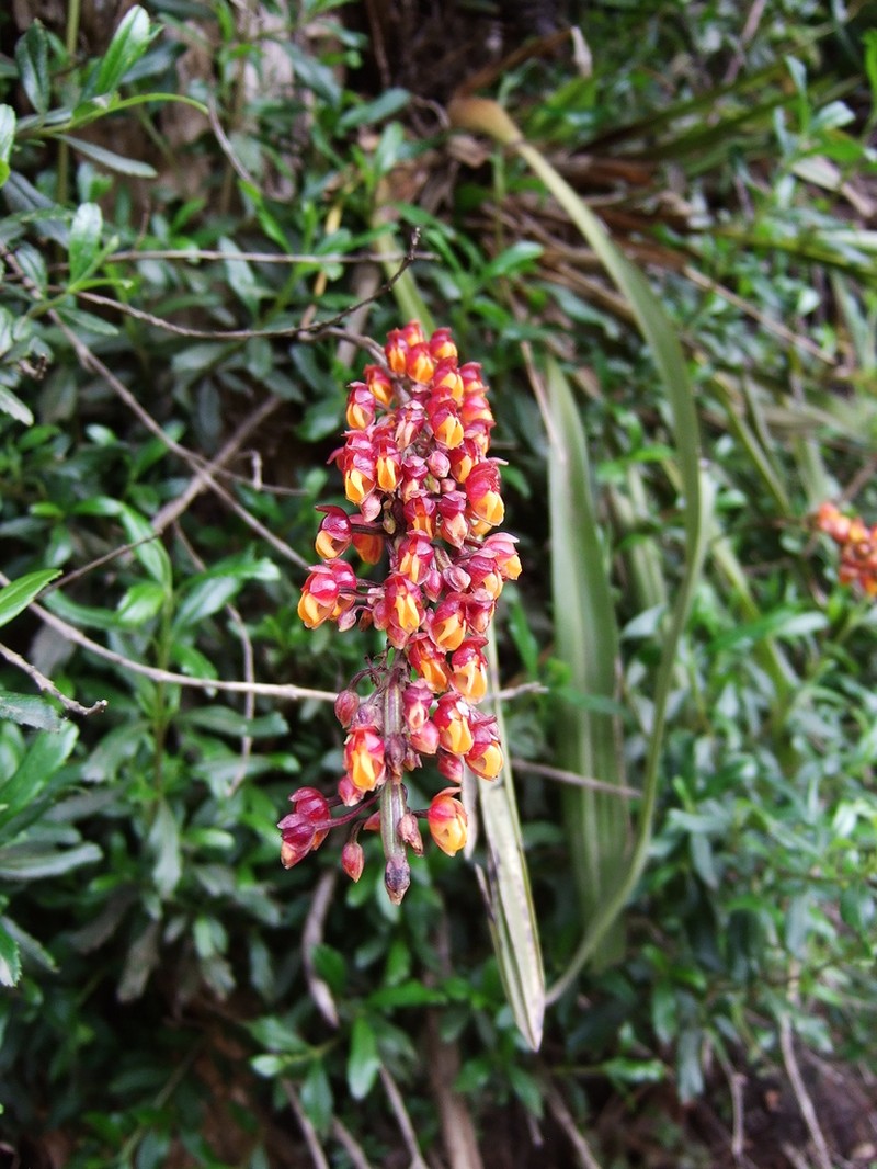 Cyrtochilum rhodoneurum photo 5