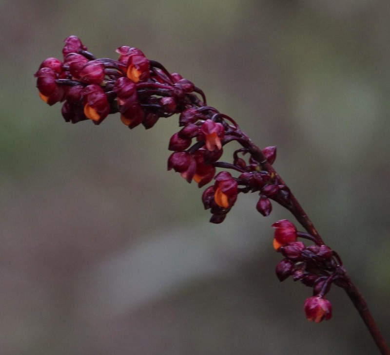 Cyrtochilum rhodoneurum photo 6