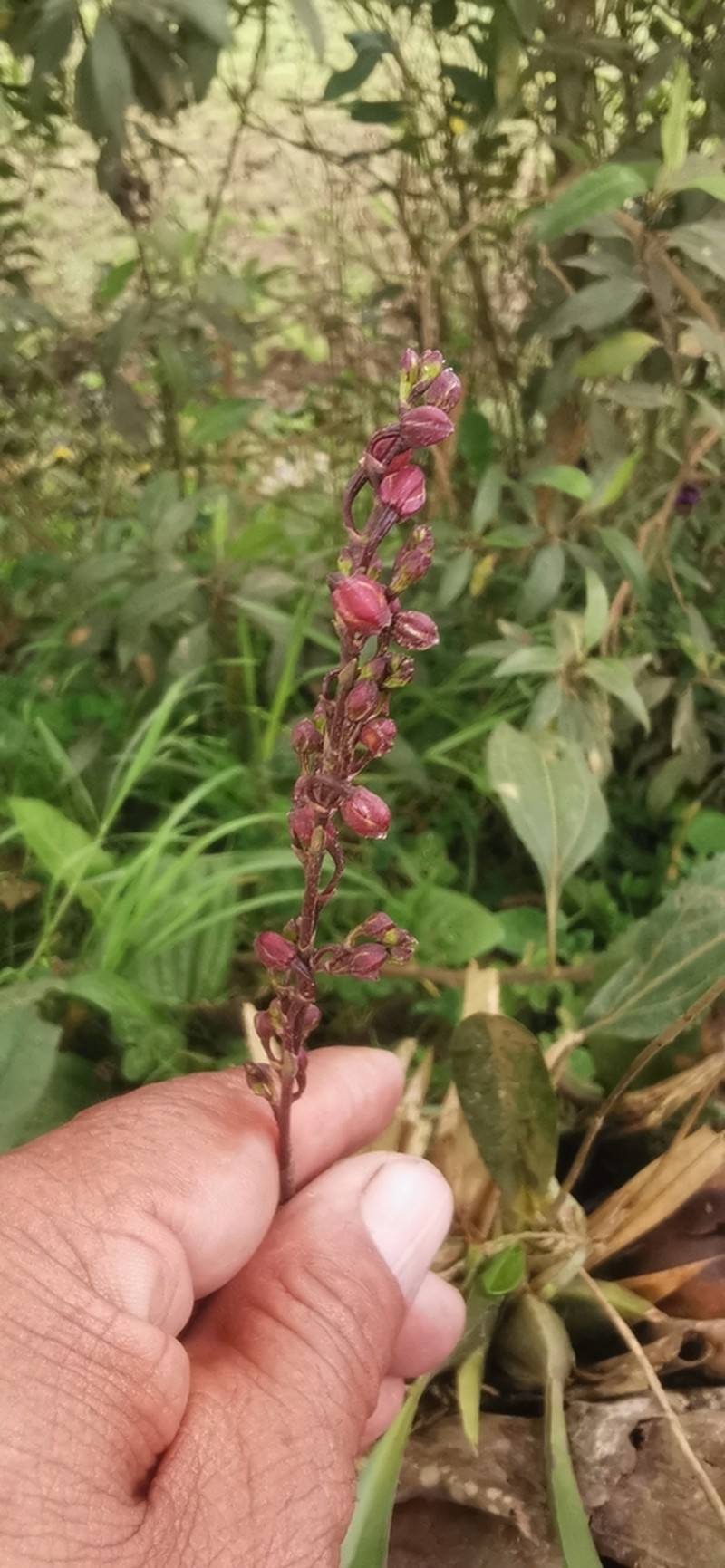 Cyrtochilum rhodoneurum photo 7