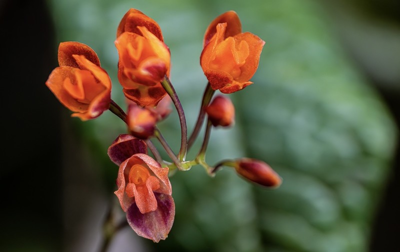 Cyrtochilum rhodoneurum photo 8