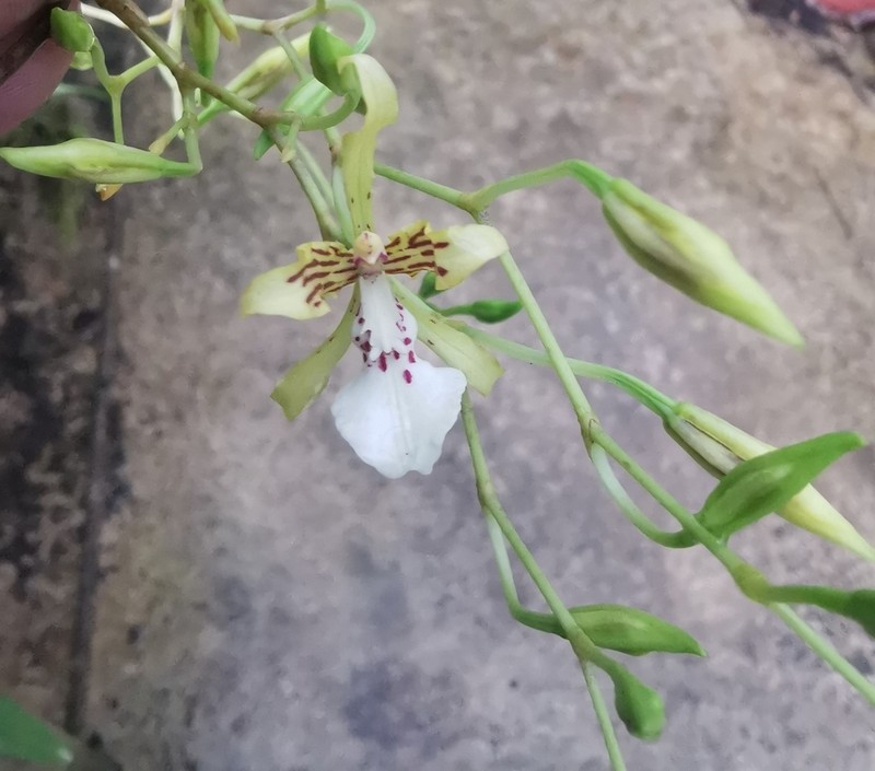 Cyrtochilum ringens