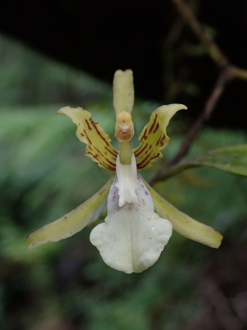 Cyrtochilum ringens photo 2