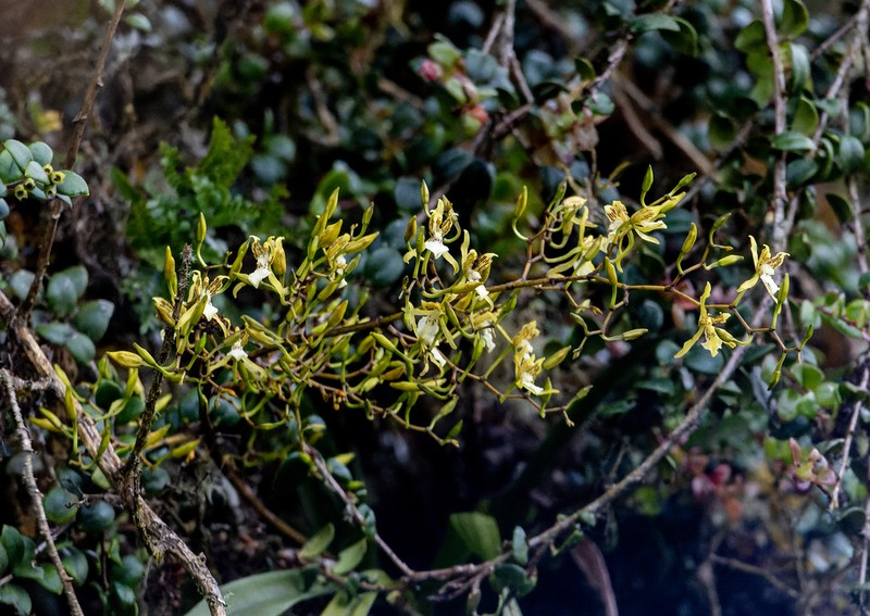 Cyrtochilum ringens photo 3