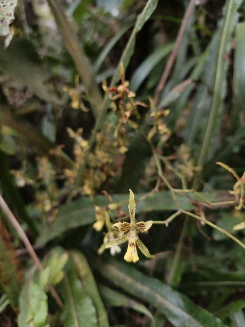 Cyrtochilum ringens photo 4