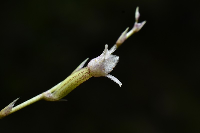 Cyrtochilum schildhaueri