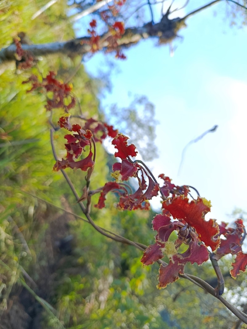 Cyrtochilum serratum