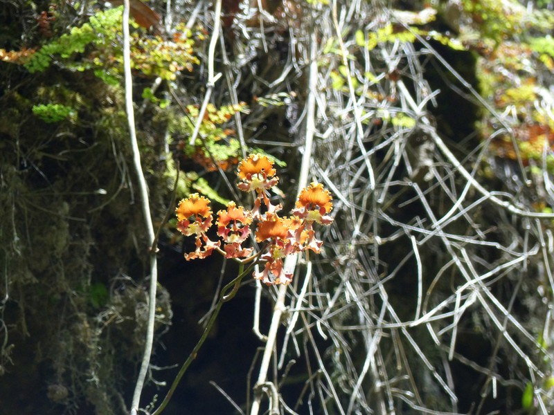 Cyrtochilum serratum photo 2