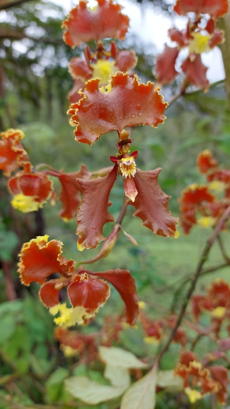 Cyrtochilum serratum photo 3