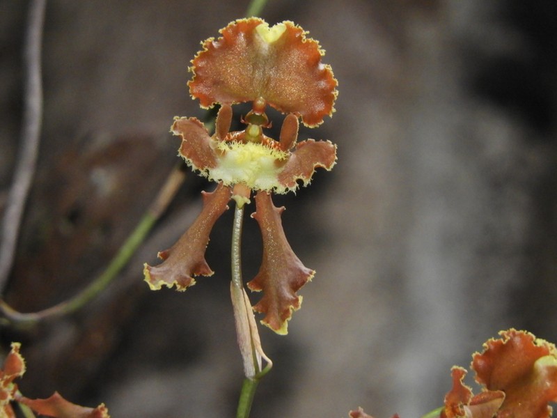 Cyrtochilum serratum photo 4