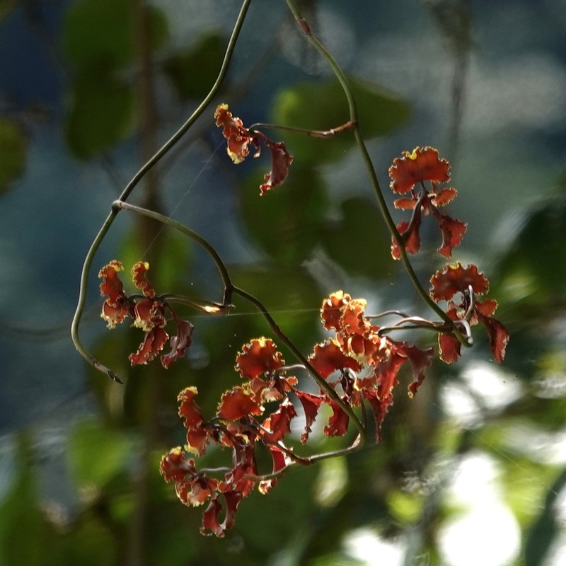 Cyrtochilum serratum photo 5