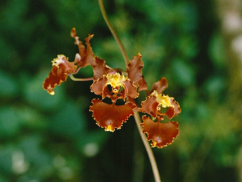 Cyrtochilum serratum photo 6