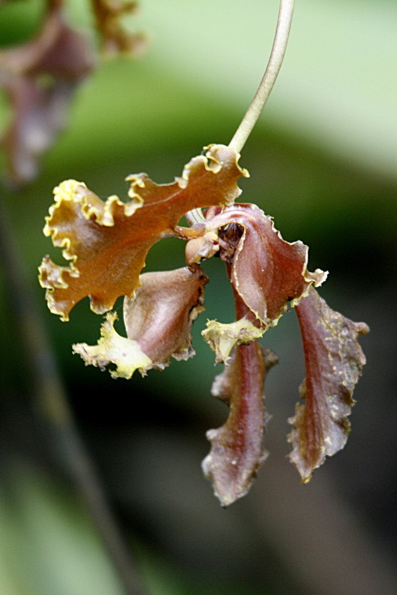 Cyrtochilum serratum photo 7