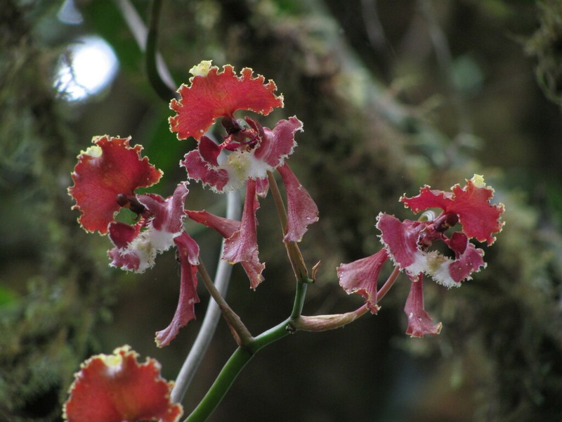 Cyrtochilum serratum photo 8