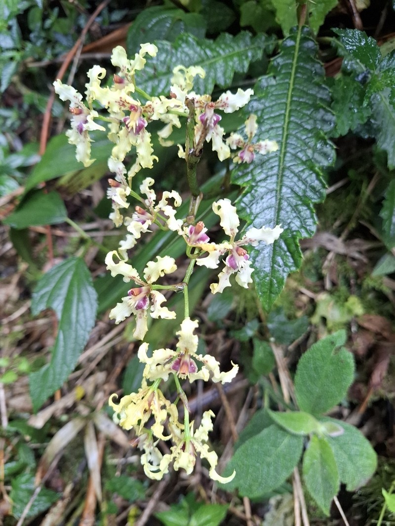 Cyrtochilum sodiroi