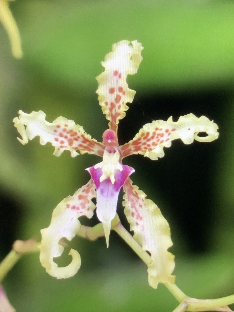 Cyrtochilum sodiroi photo 2
