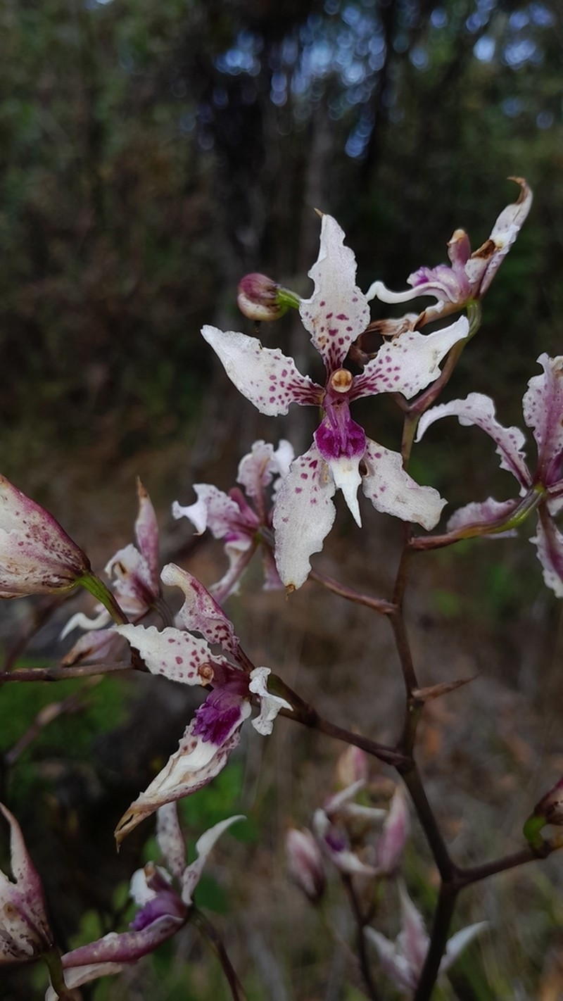 Cyrtochilum sodiroi photo 3