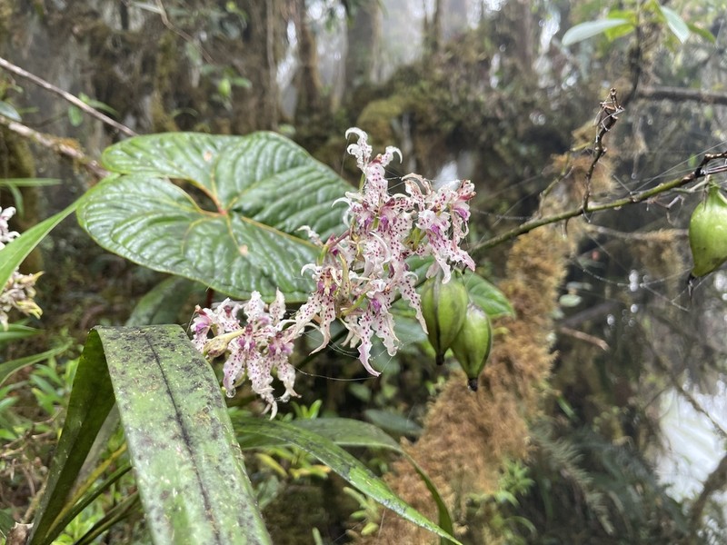 Cyrtochilum sodiroi photo 4