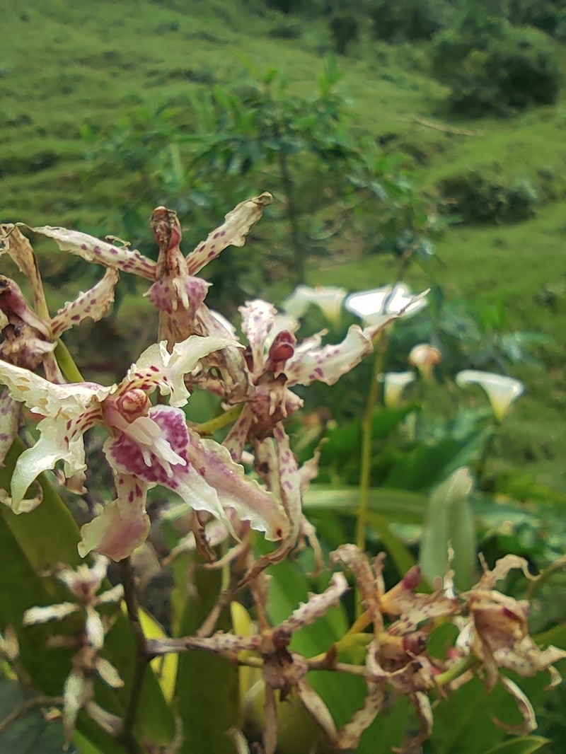 Cyrtochilum sodiroi photo 5